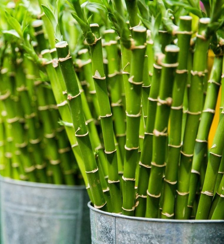 bambú brotes