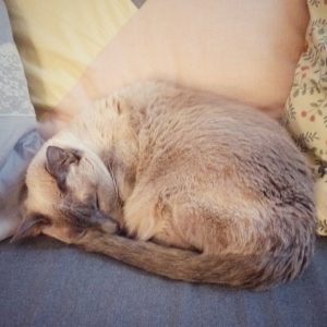 Duelo por animal de compañía en personas altamente sensibles y cómo gestionarlo con amor.