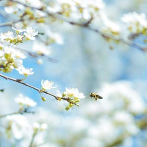 flores-arbol-naturaleza