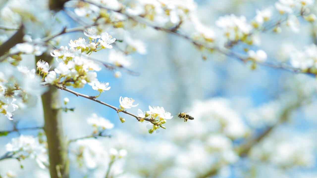 flores-arbol-naturaleza