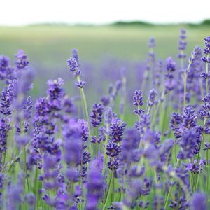flores-lavanda-naturaleza