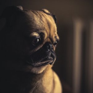 perro-tristeza-emocion
