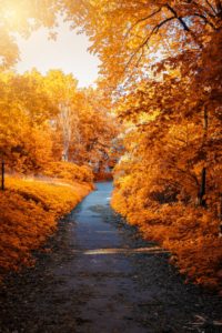 otoño-campo-carretera