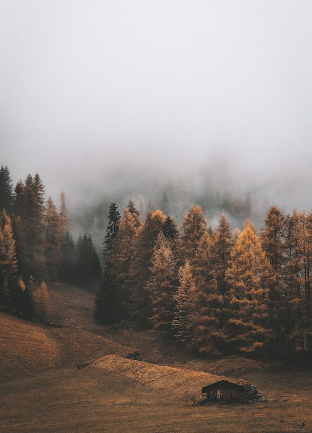 otoño-cambios-campo-niebla